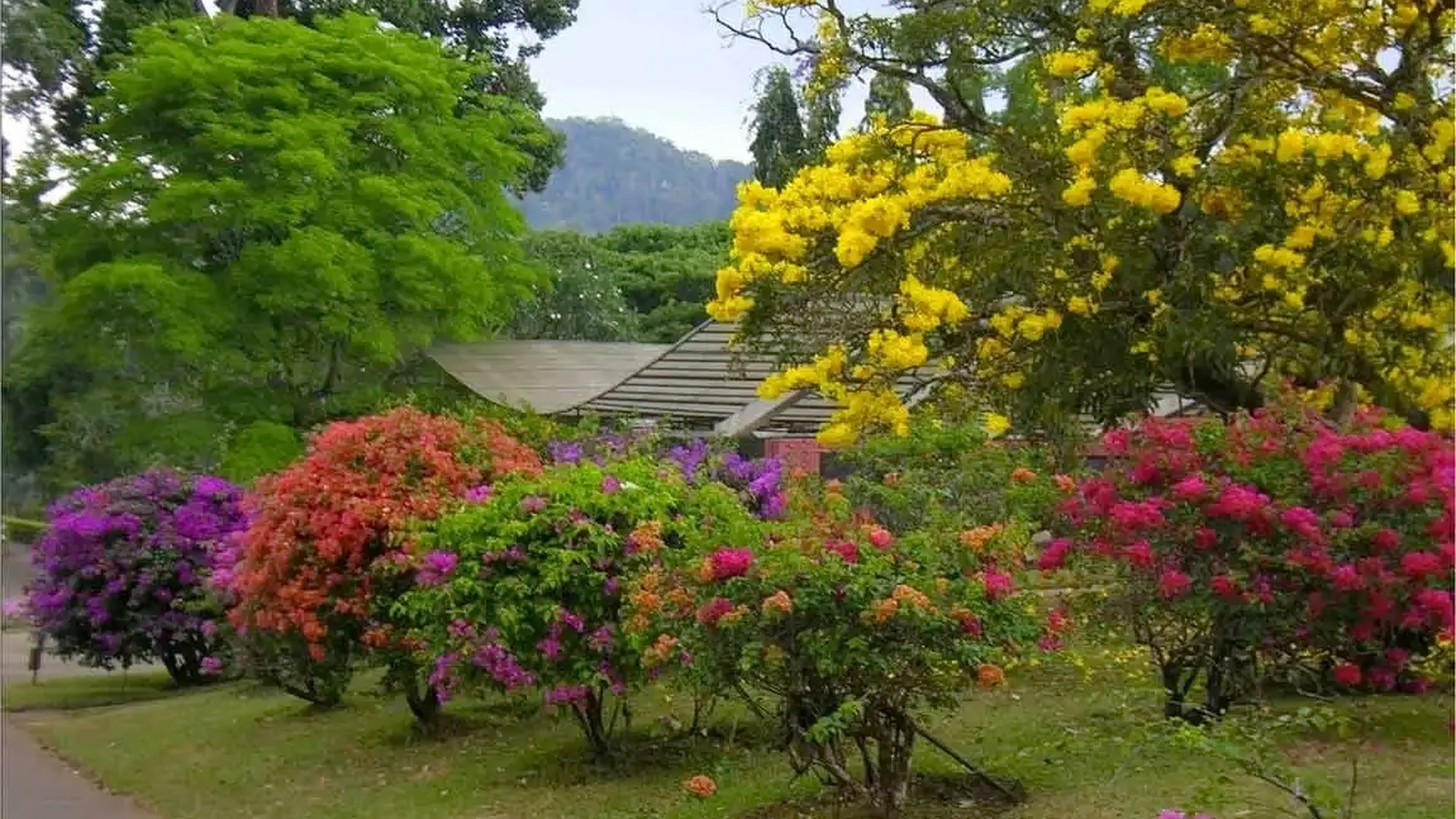 Peradeniya Botanical Gardens view