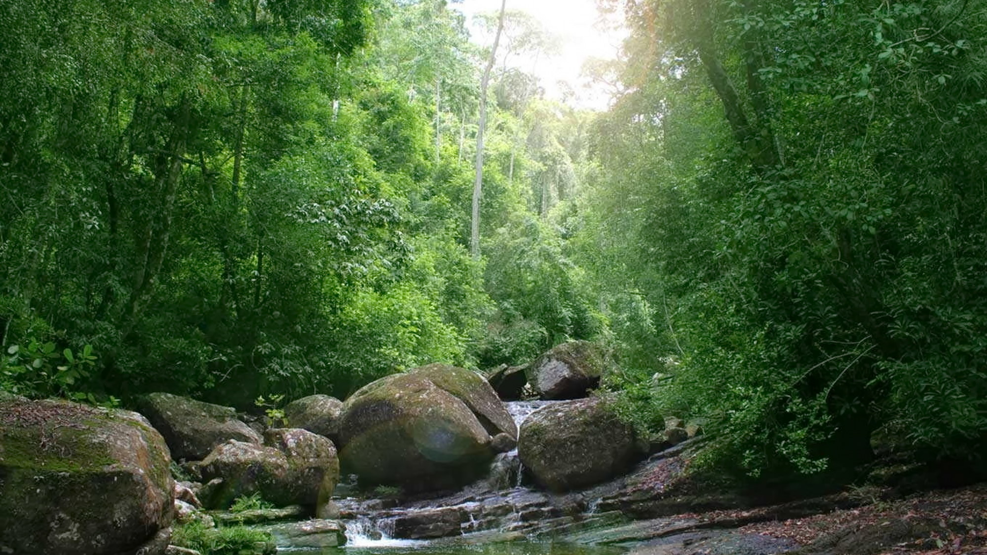 Sinharaja rainforest biodiversity