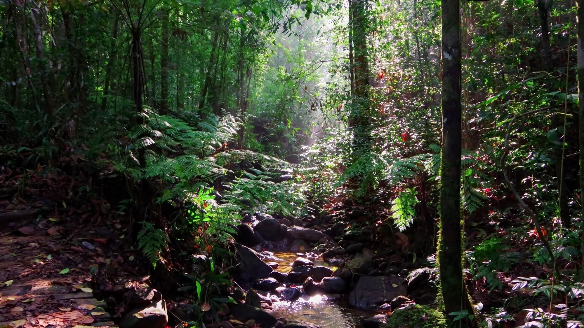 Sinharaja rainforest scene