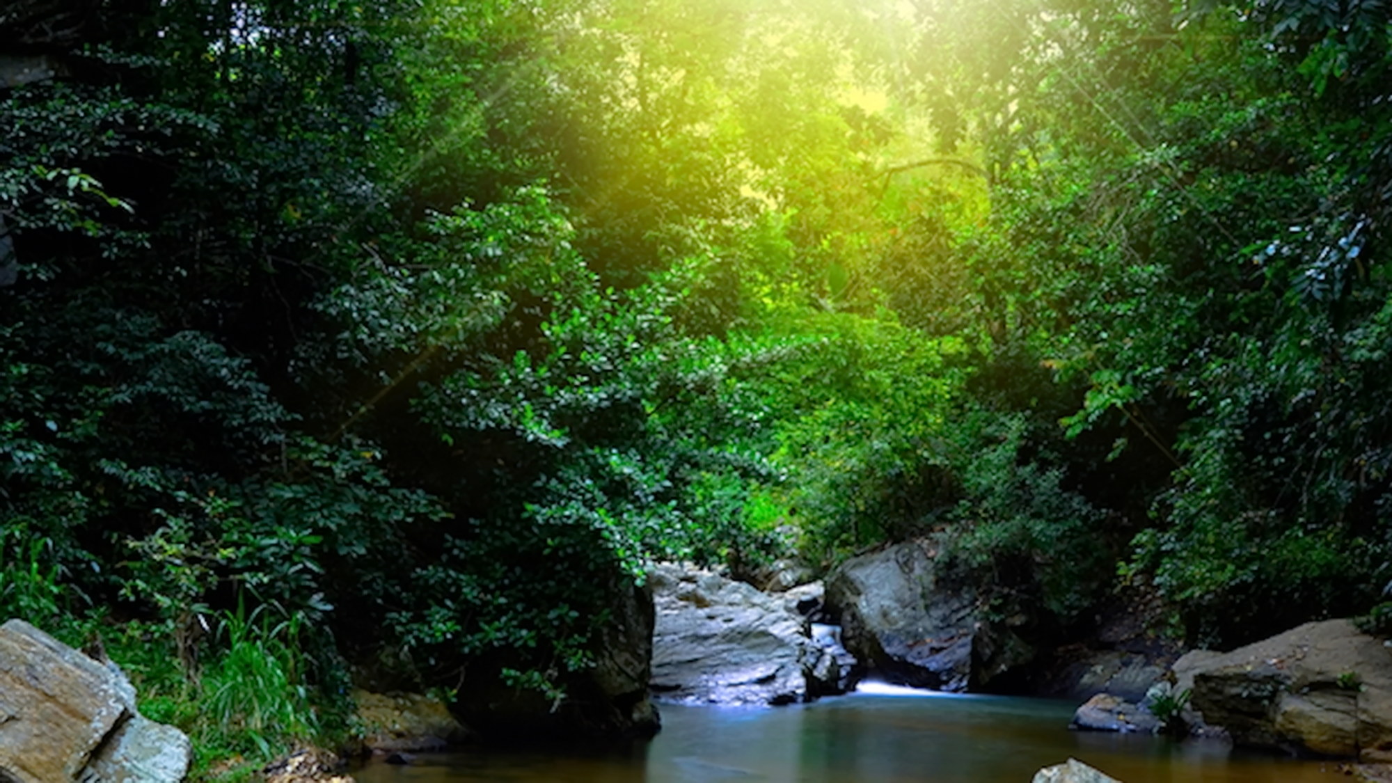 Sinharaja rainforest view