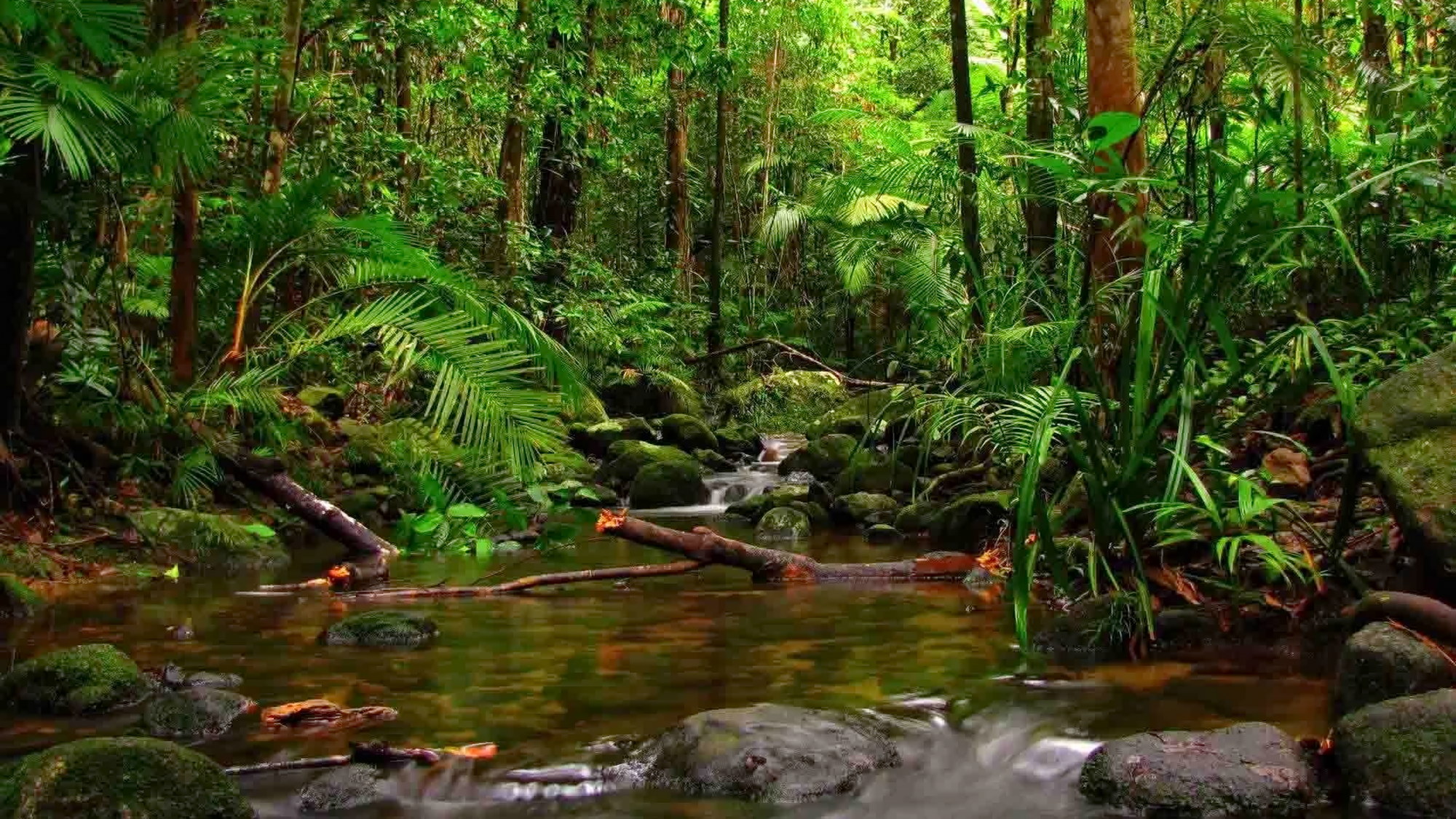 Sinharaja forest landscape