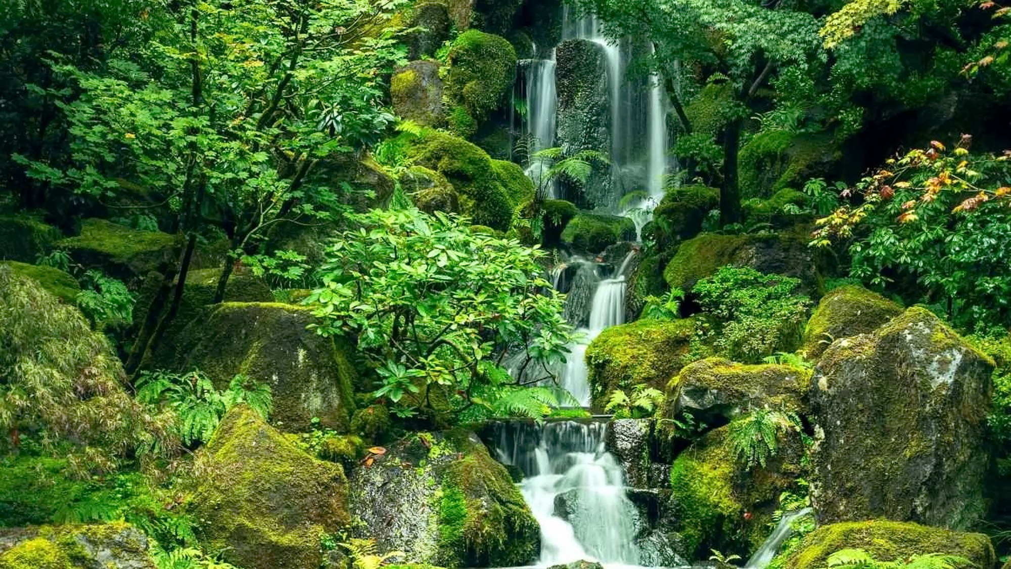 Sinharaja rainforest biodiversity