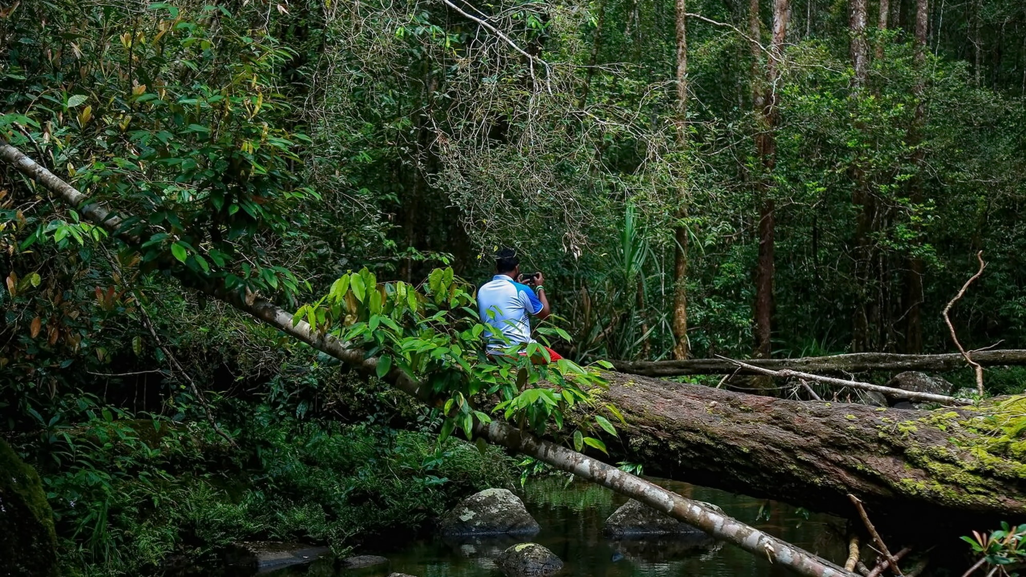 Sinharaja rainforest scenery