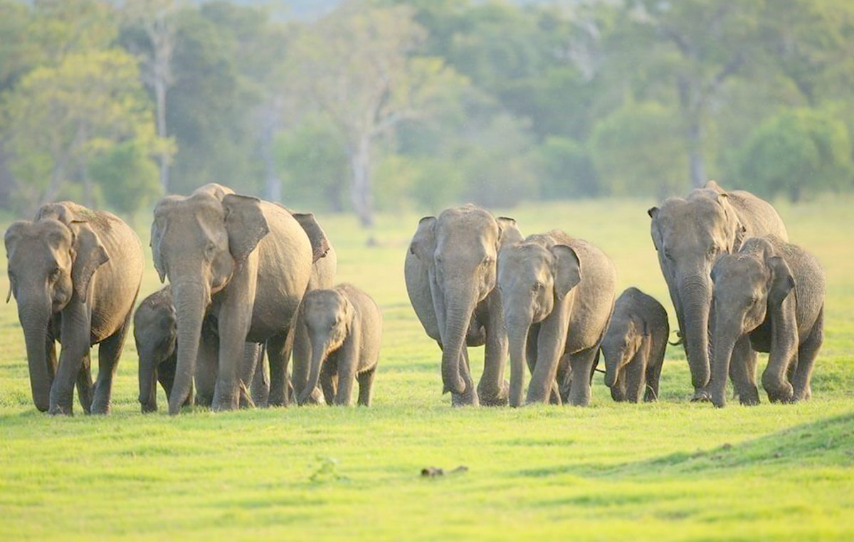 Wildlife safari landscapes at Udawalawe in Sri Lanka