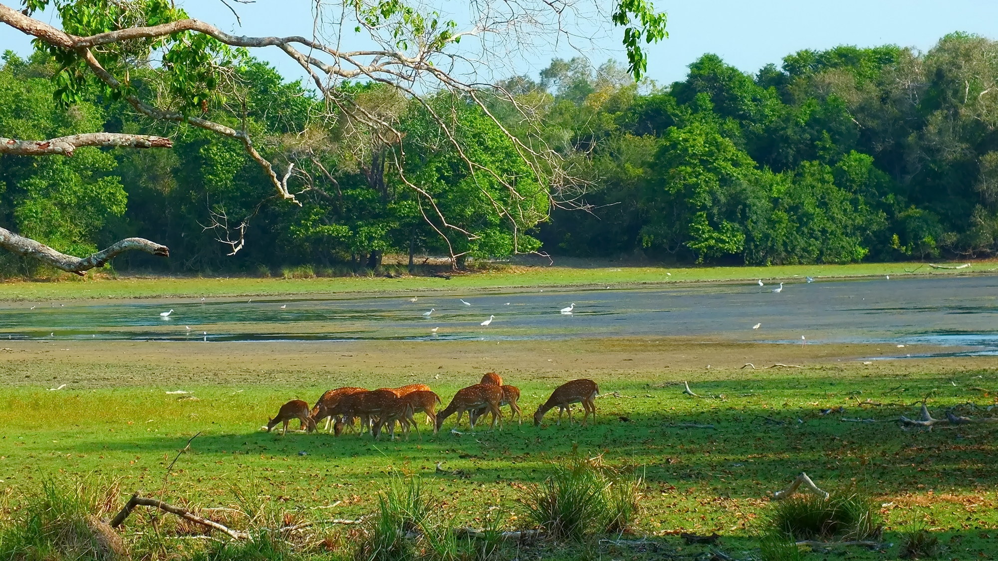 Wilpattu Villu lake wilderness
