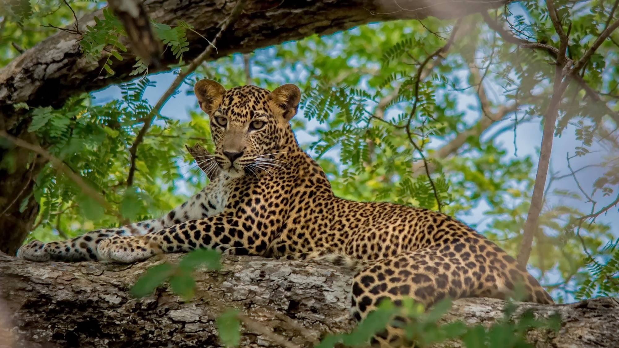 Wilpattu safari scenery
