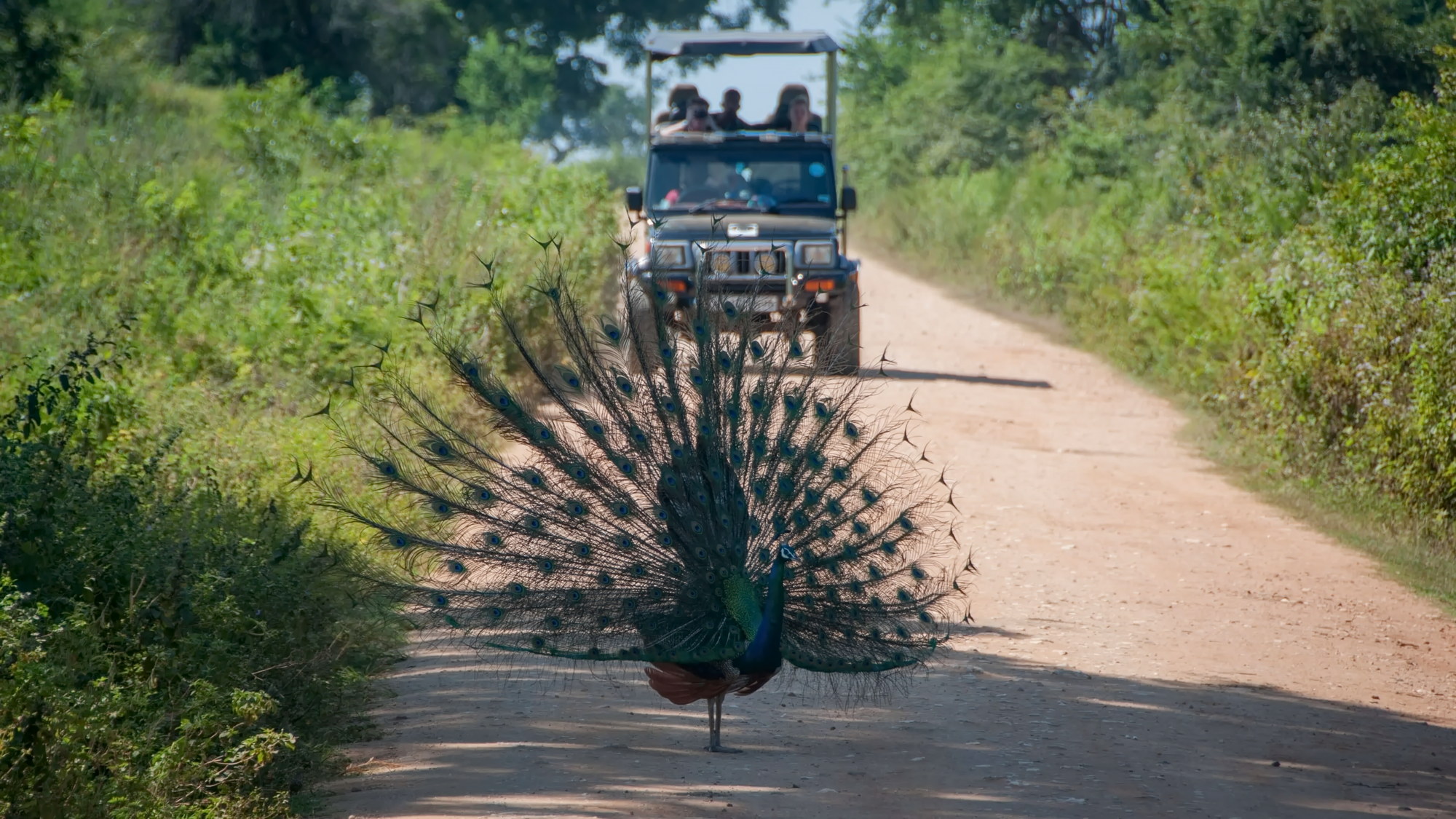 Wilpattu wilderness view