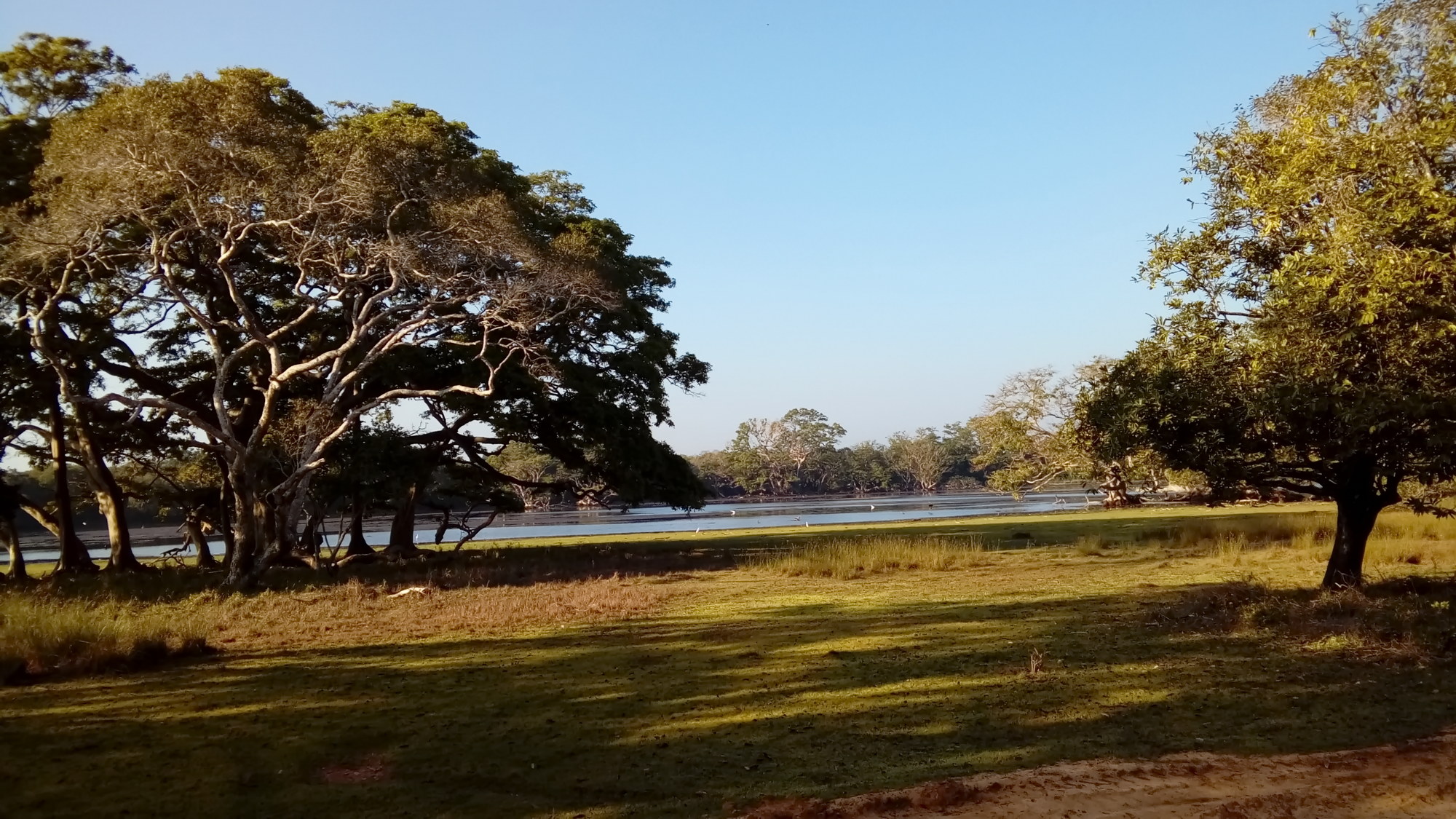 Wilpattu National Park wildlife setting