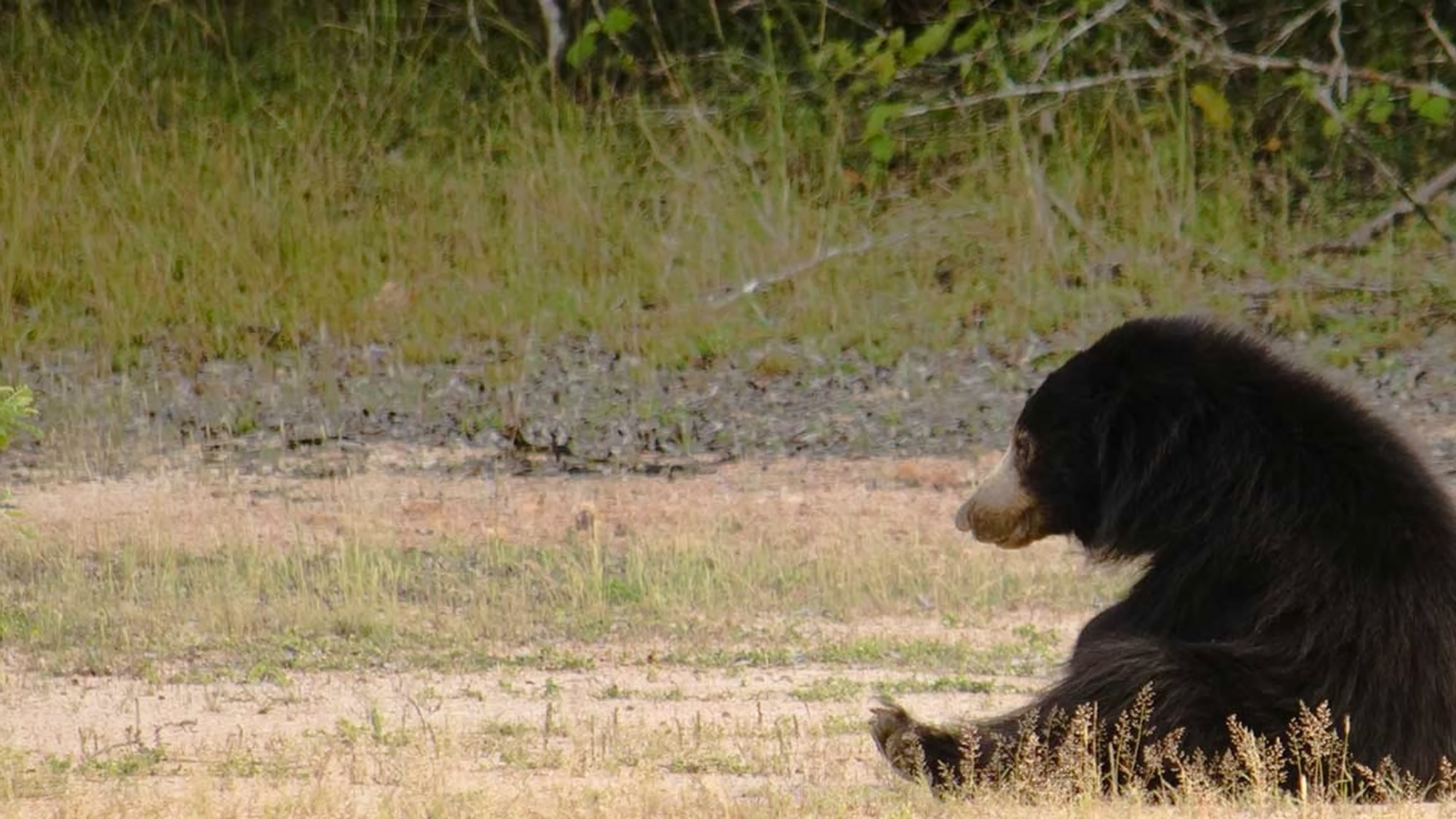 Wilpattu wilderness destination