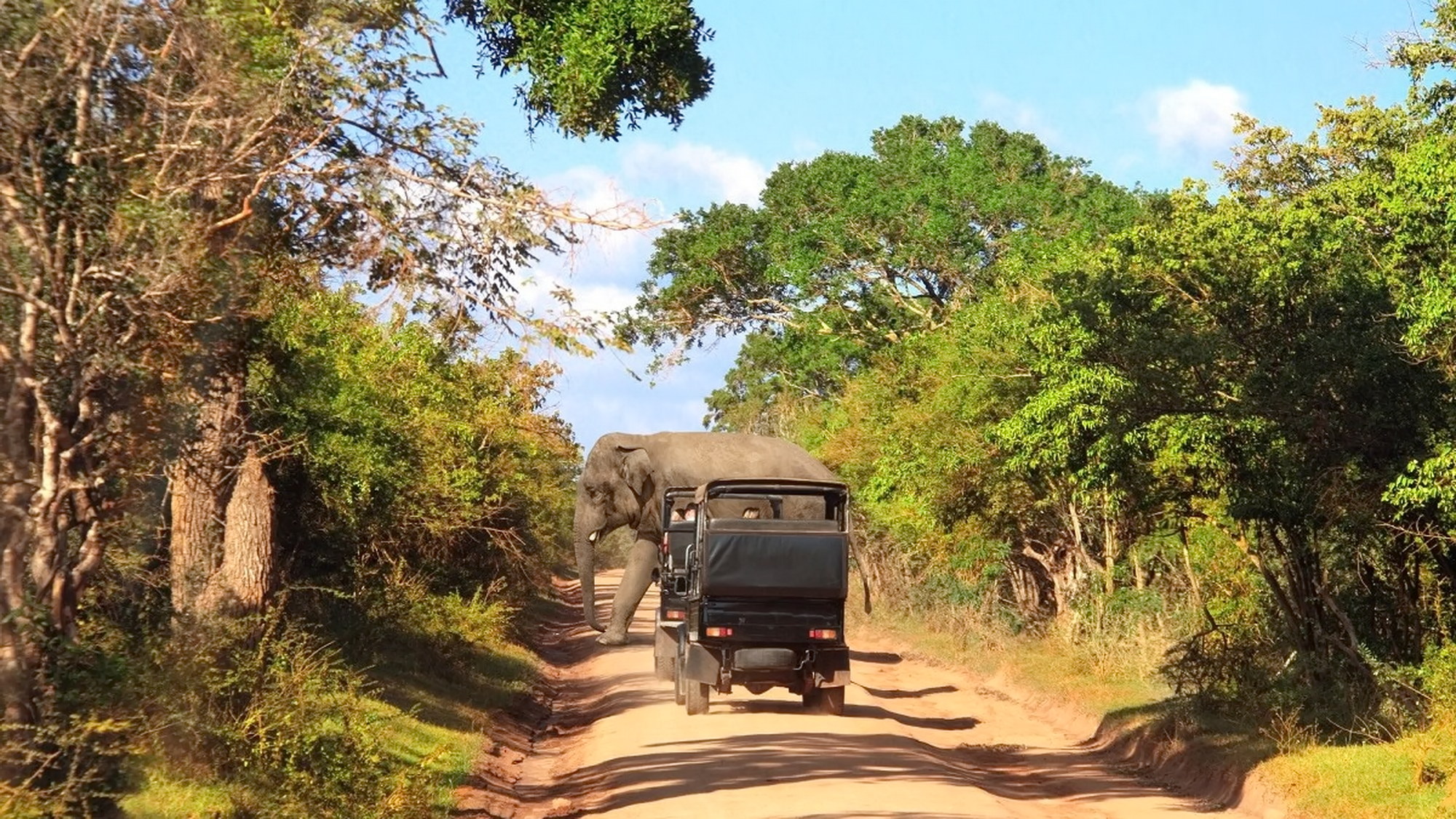 Yala National Park Safari Guide