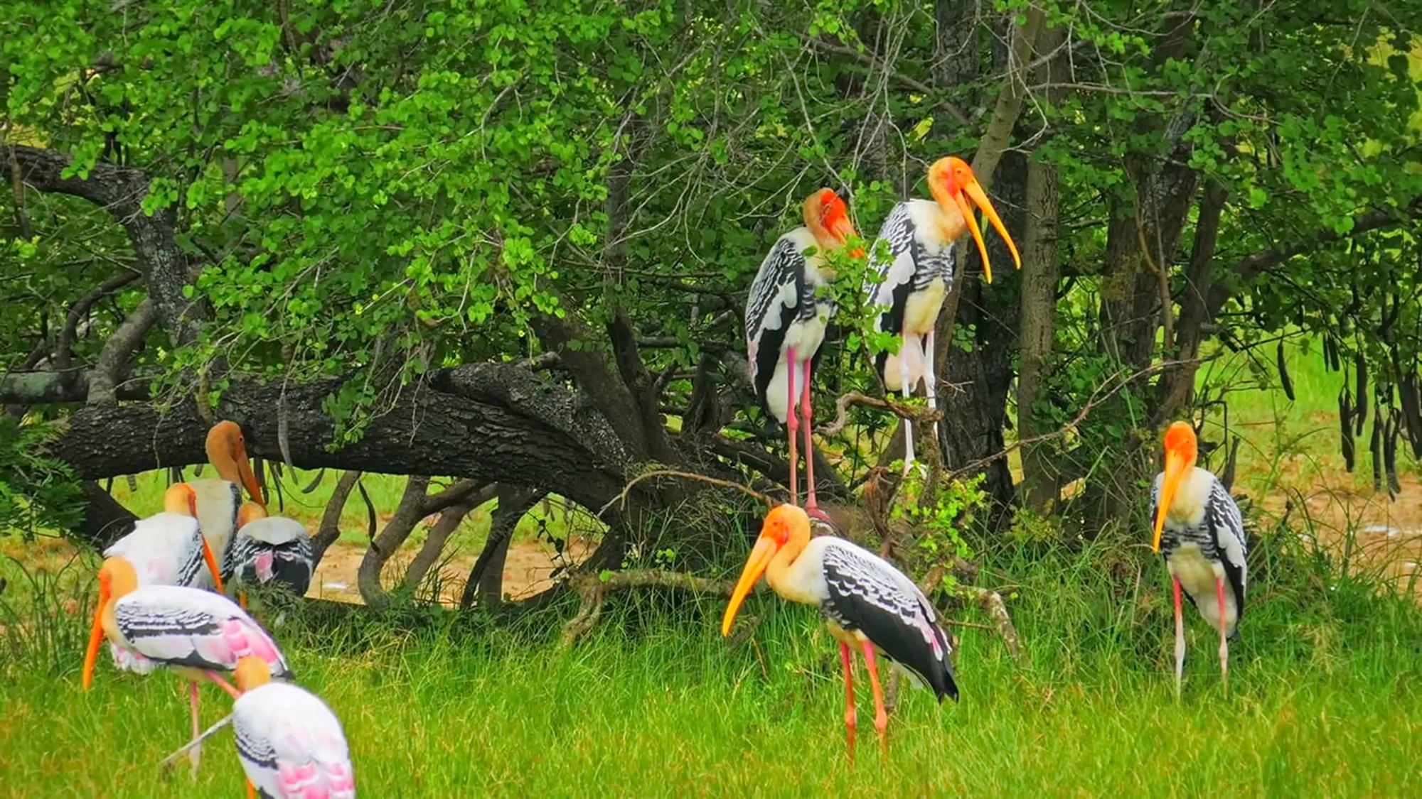 Yala safari scene