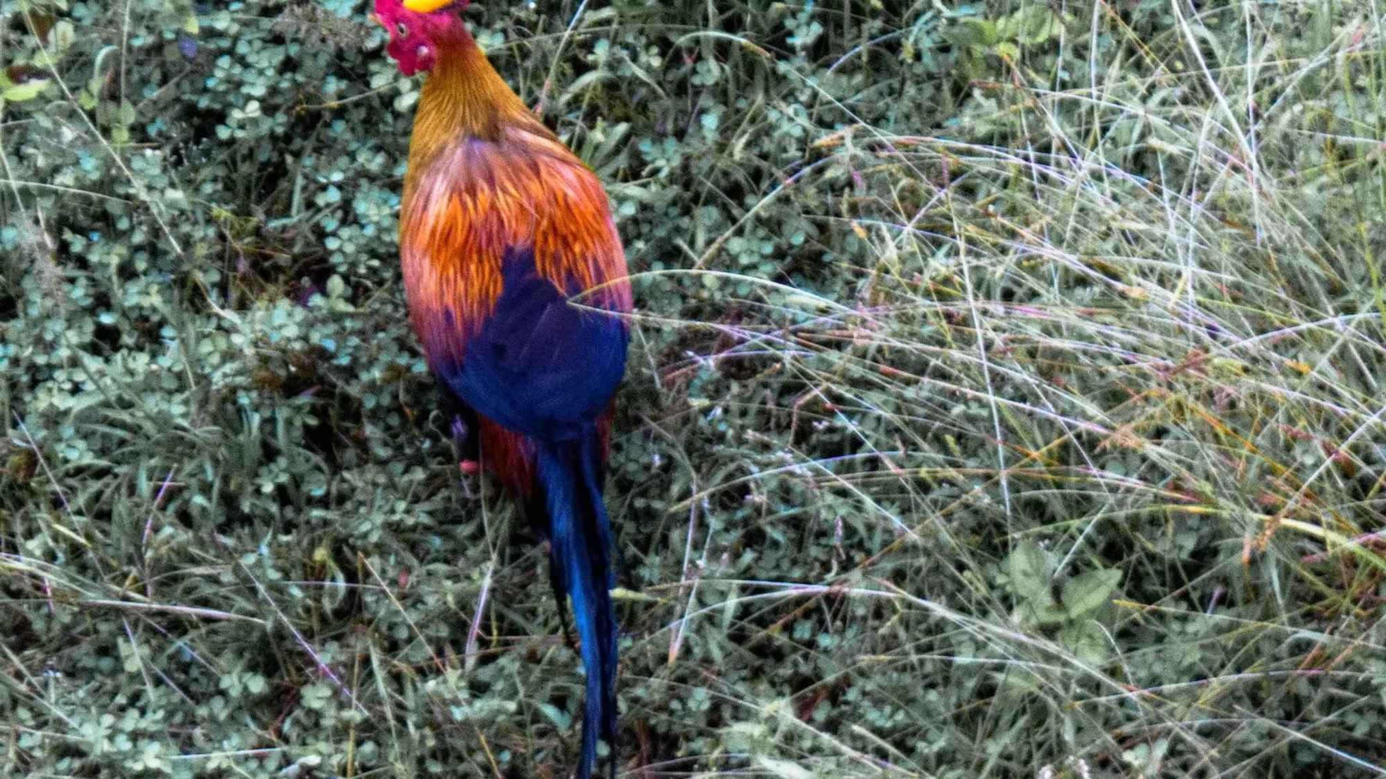 Yala National Park landscape