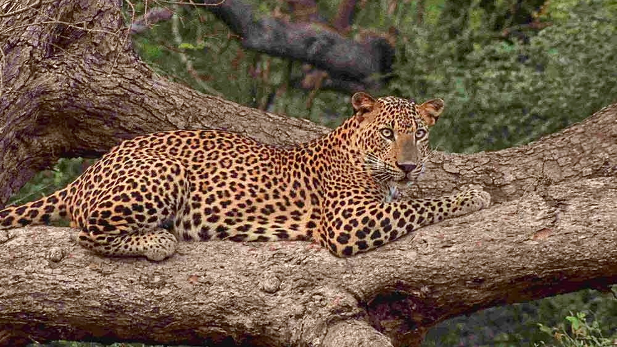 Yala safari wildlife view