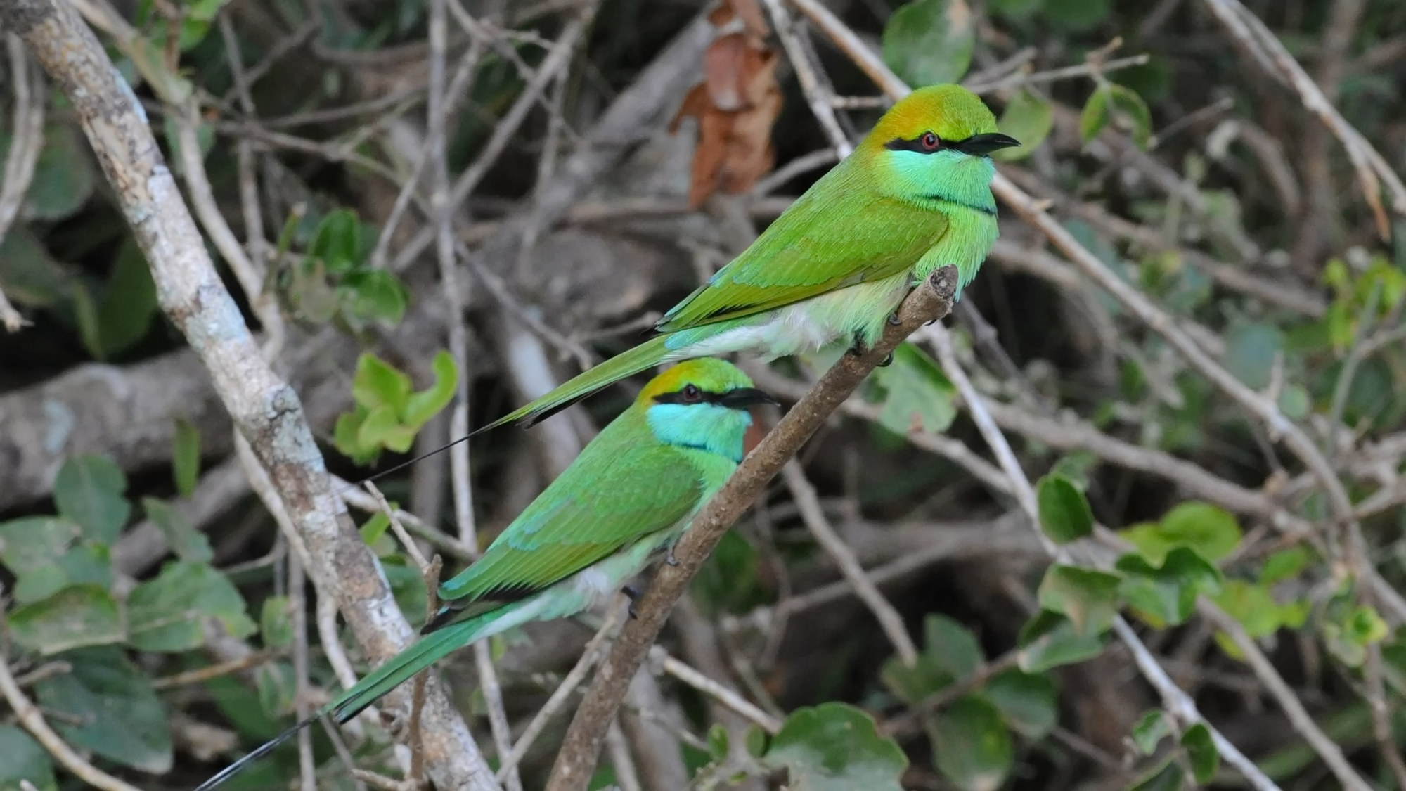 Yala National Park scenery