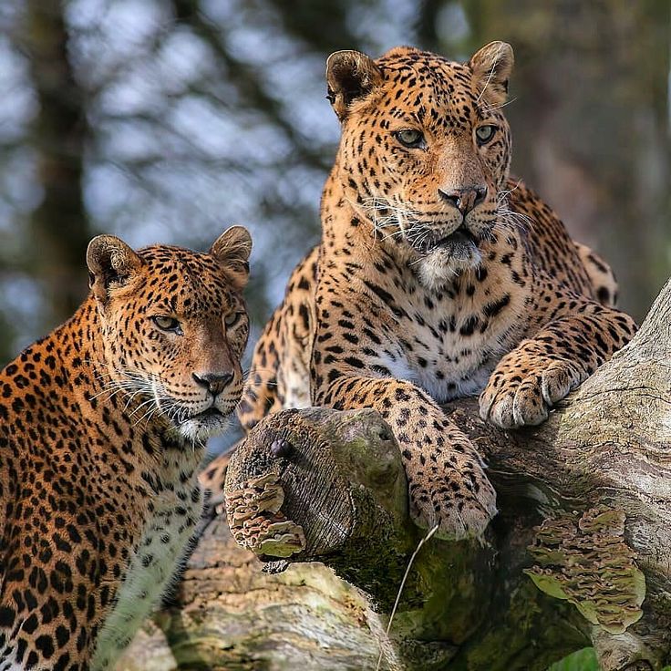 Wildlife and safari scenery in Yala